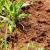 Dana Point Fire Ants by Scotty's Termite and Pest Control